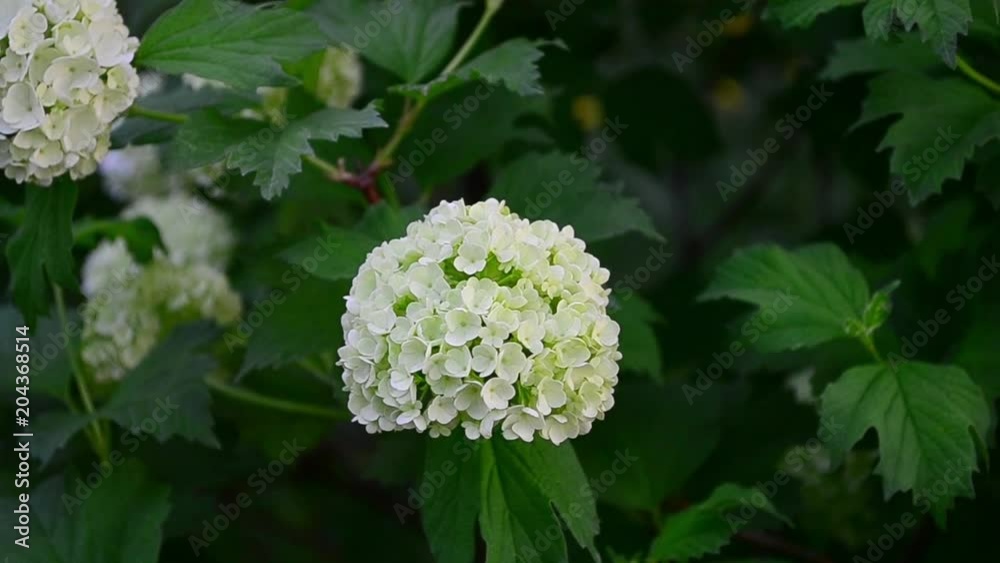 Viburnum opulus, Viburnum opulus roseum, Viburnum Boule de Neige, flowers Viburnum opulus, Viburnum opulus roseum, Viburnum Boule de Neige, flowers