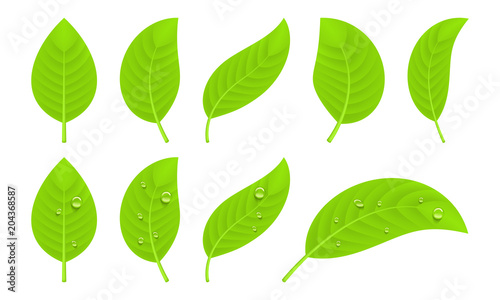 Green realistic leaves