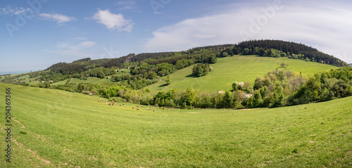 Panoramic view of amazing spring landscape with herd of cows