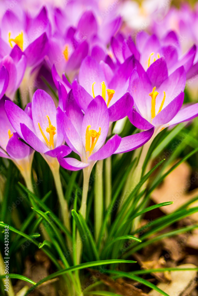 Fototapeta premium Crocus, plural crocuses or croci is a genus of flowering plants in the iris family. A single crocus, a bunch of crocuses, a meadow, close-up