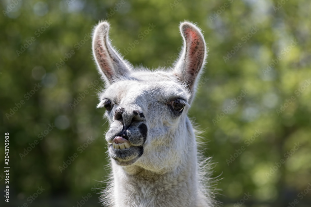 Goofy lama pulling face. Funny llama animal sticking tongue out