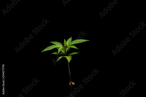 cannabis vegetation crop marijuana medical purposes health isolated background black herb grow put help medicine green CBD THC