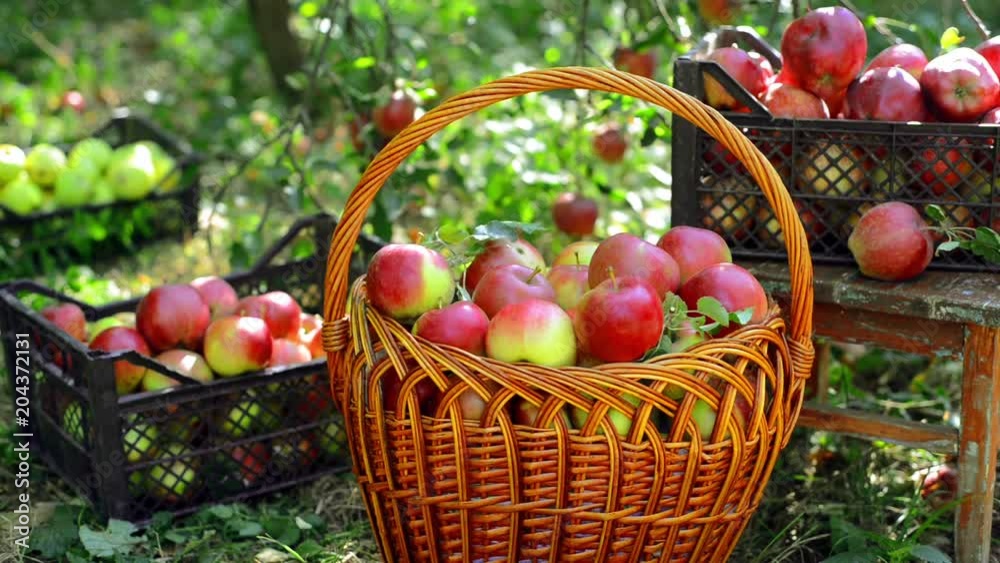 Closeup basket and boxes with apples harvest in the garden Closeup basket and boxes with apples harvest in the garden