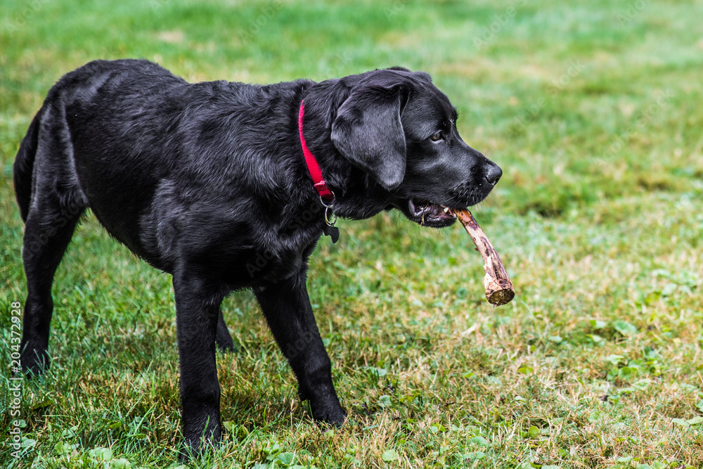 Black English Labrador