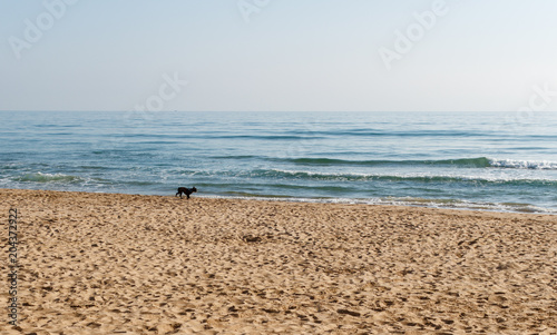 girl and dog by the shore of the beach