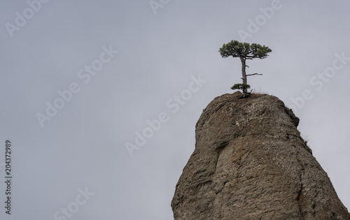 lonely tree on a rock