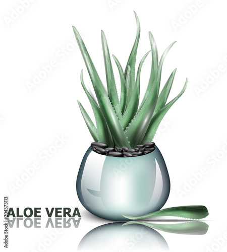 Aloe vera plant Vector. 3d detailed illustration designs