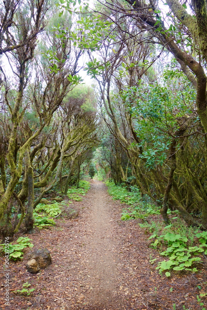 Landscape of a hiking trail GR131 Ruta de los Volcanes with canarian pine trees leading from Fuencaliente to Tazacorte on La Palma, Canary Islands, Spain Landscape of a hiking trail GR131 Ruta de los Volcanes with canarian pine trees leading from Fuencaliente to Tazacorte on La Palma, Canary Islands, Spain