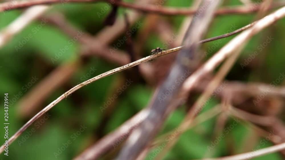 Jumping Spider insect walking on thin wisp - Salticidae Jumping Spider insect walking on thin wisp - Salticidae