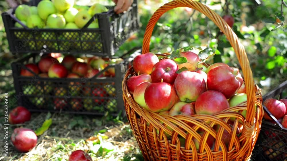 Closeup basket with apples and man bring box with harvest on the background Closeup basket with apples and man bring box with harvest on the background