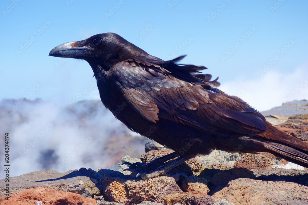 Fototapeta premium Black Raven posing for a photo at the highest mountain of La Palma called Roque de los Muchachos, Canary Islands, Spain, Europe