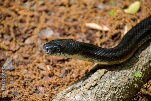 Closeup shot of an Eastern King Snake head