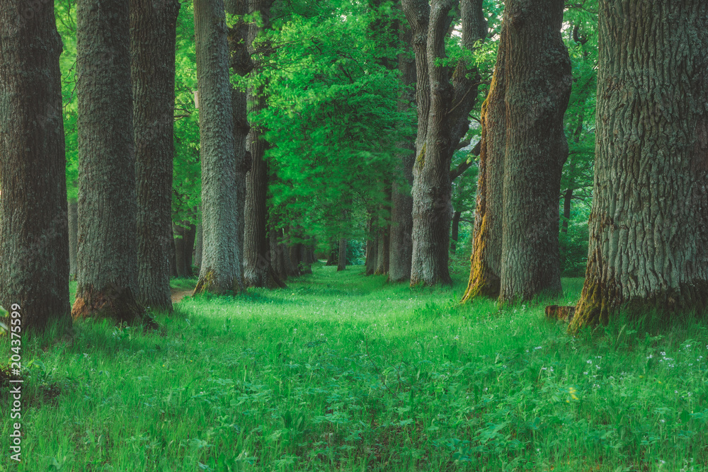 Obraz premium magic forest path