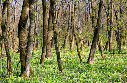 spring meadow in forest