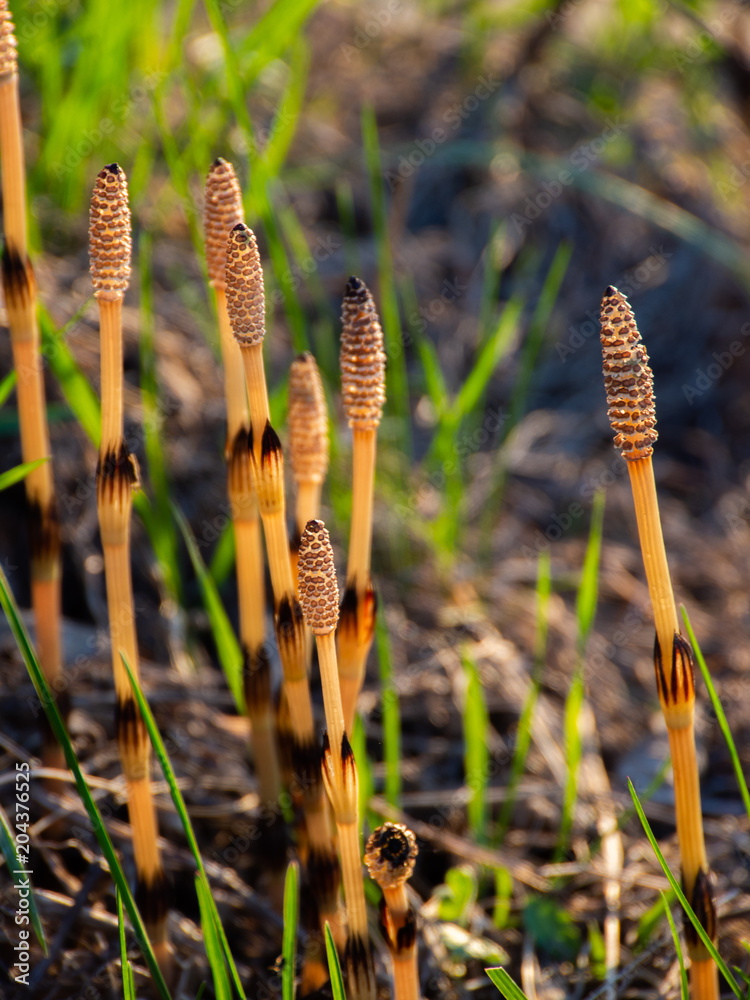 Young shoots are horsetail. A variety of perennial herbaceous spores.Equisetum. Young shoots are horsetail. A variety of perennial herbaceous spores.Equisetum.