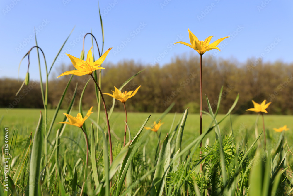 Yellow tulips on meadow