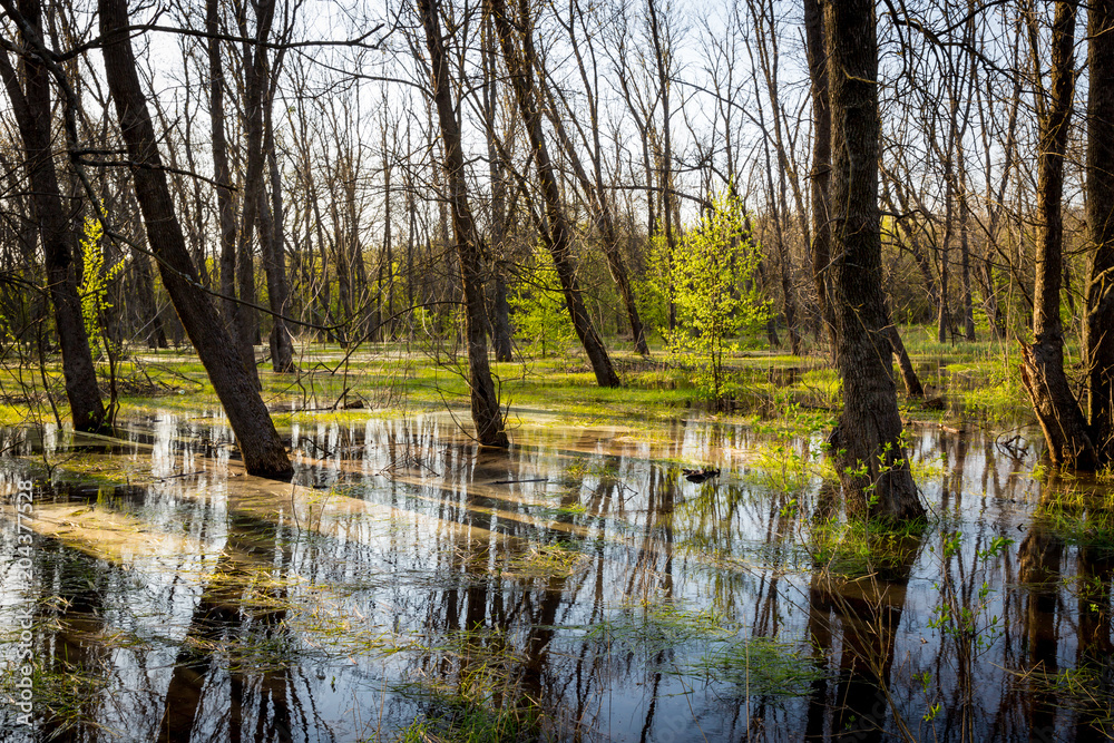 flooded forest meadow
