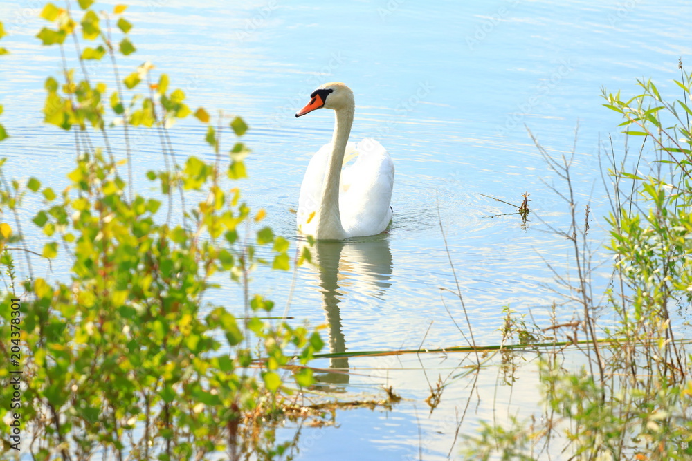 Obraz premium Swan on the lake in spring sunny day