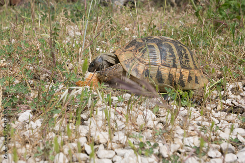 turtle eating bread