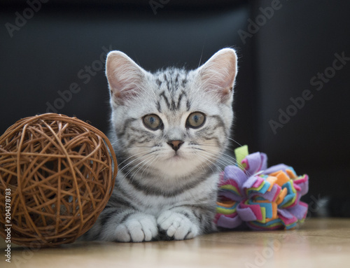 cute Kitten
