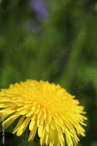 Dandelion