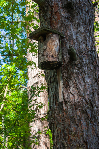 Wooden birdhouse in a tree in the forest.