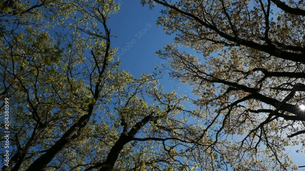 Lindenblüten in den Baumkronen gegen einen strahlend blauen Himmel aufgenommen - Zeitlupe Lindenblüten in den Baumkronen gegen einen strahlend blauen Himmel aufgenommen - Zeitlupe