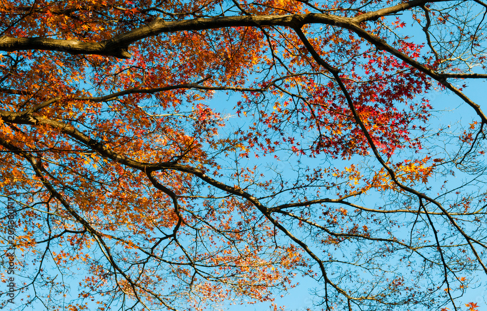 Colourful Autumn tree against blue sky, Narita, Japan Colourful Autumn tree against blue sky, Narita, Japan