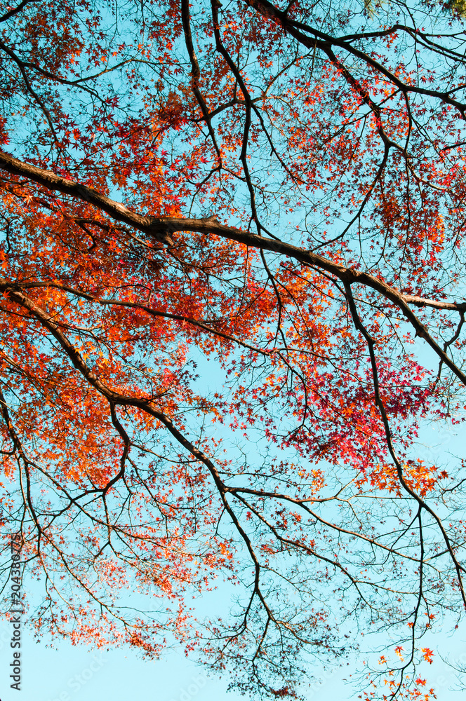 Colourful Autumn tree against blue sky, Narita, Japan Colourful Autumn tree against blue sky, Narita, Japan