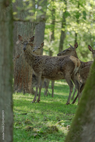 cerf 