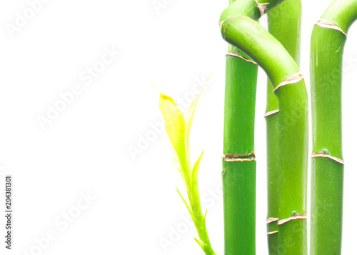Fototapeta Naklejka Na Ścianę i Meble -  Fresh branches of bamboo on white background.