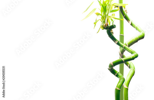 Fresh branches of bamboo on white background. photo