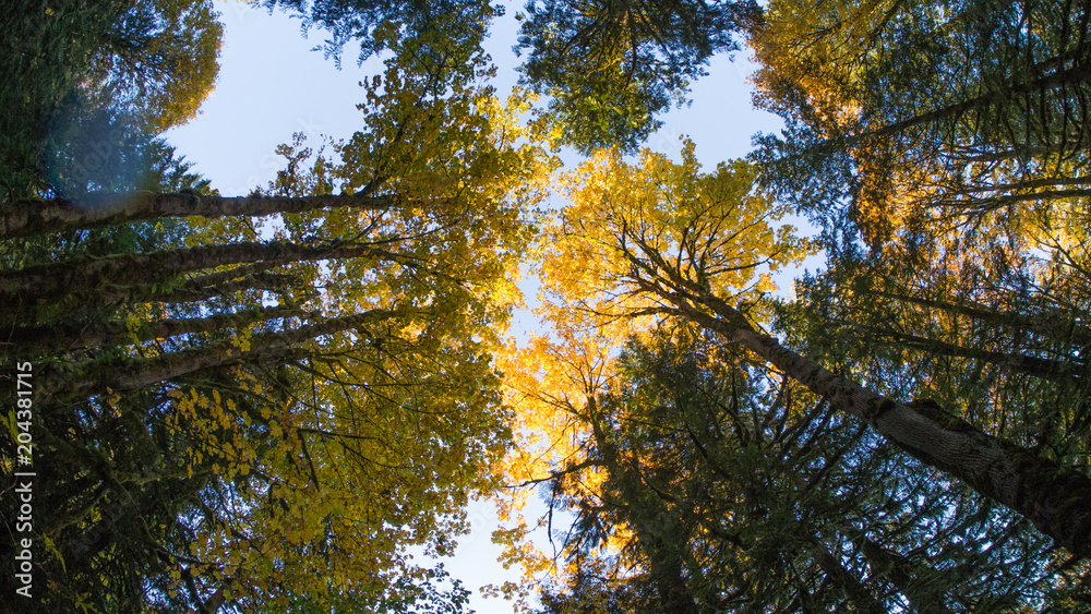 Obraz premium OLYMPUS DIGITAL CAMERA