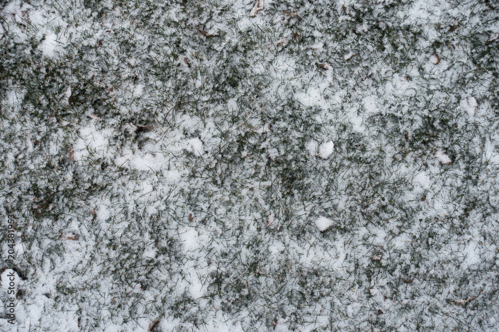 Thin green grass covered with snow from above Thin green grass covered with snow from above