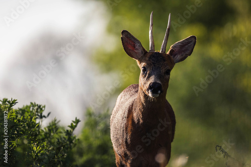 Sweet light with deer