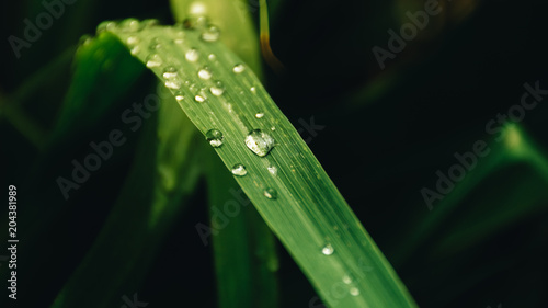 Green grass with water drops.