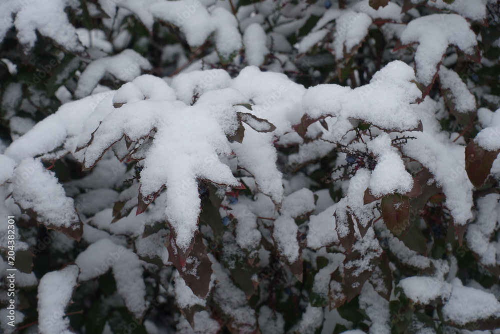Branches of Oregon grape covered with snow