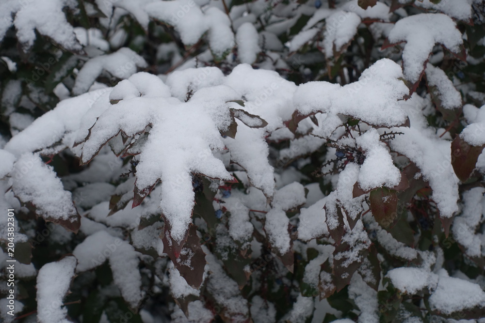 Branches of Oregon grape covered with snow Branches of Oregon grape covered with snow