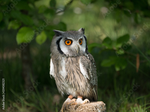 Hibou petit duc