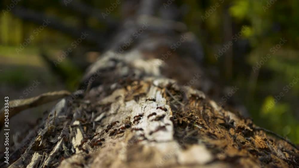 Ants living on a wooden log in coniferous foreston a sunny day Ants living on a wooden log in coniferous foreston a sunny day