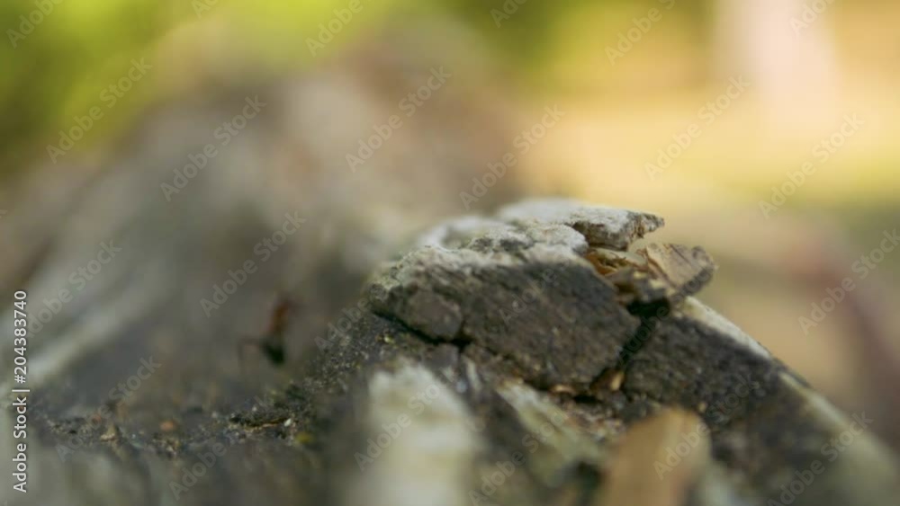 Ant soldier protectiong himself and his colony by jumping on to human finger Ant soldier protectiong himself and his colony by jumping on to human finger