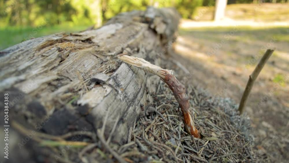 Ants living on a wooden log under the stick in forest meadow on a sunny day Ants living on a wooden log under the stick in forest meadow on a sunny day