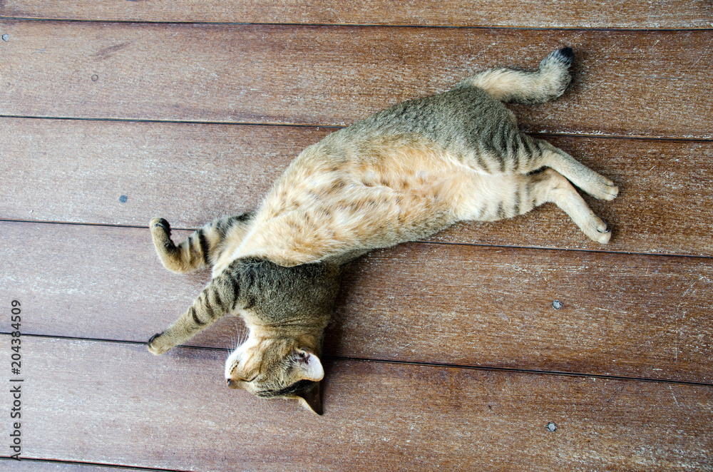 Gray cat lying on the ground, Look with drowsiness.