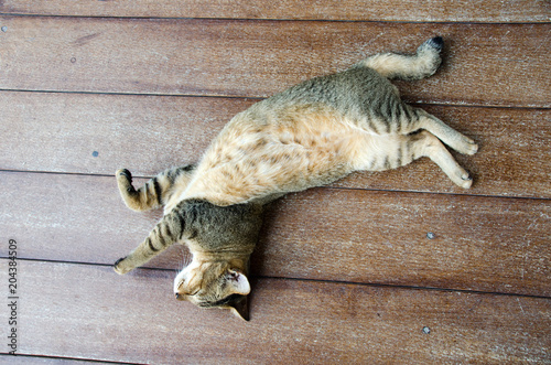 Gray cat lying on the ground, Look with drowsiness.