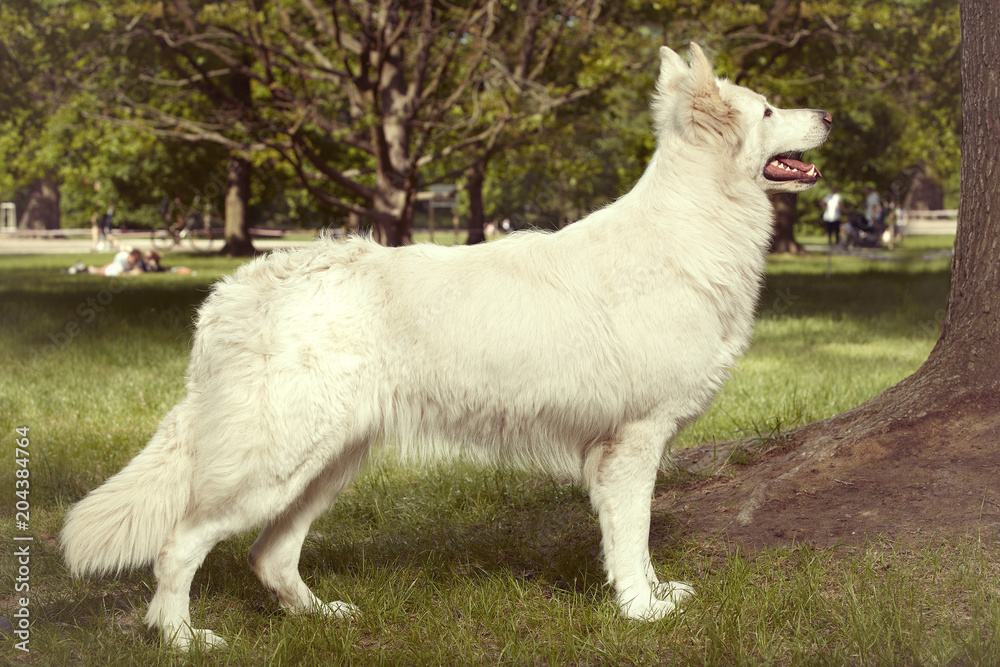 Young female of swiss white shepheard on portrait in spring park