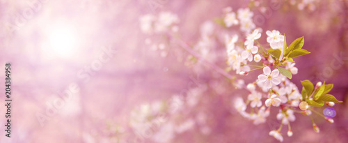 Fototapeta Kwitnąca gałąź wiśni w wiosennym ogrodzie na ceremonii ślubnej.