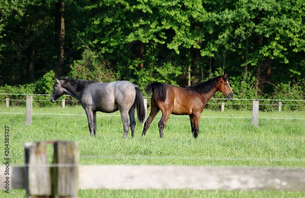 Naklejka premium Pferde auf der Koppel