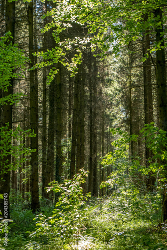 Lichtstrahlen im Wald