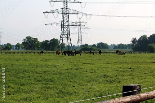 Pferde unter dem Strommasten