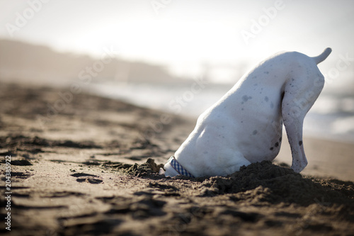 Dog digging in sand on beach